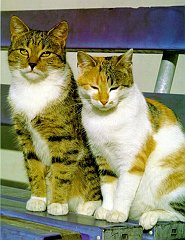 Gatti (310)